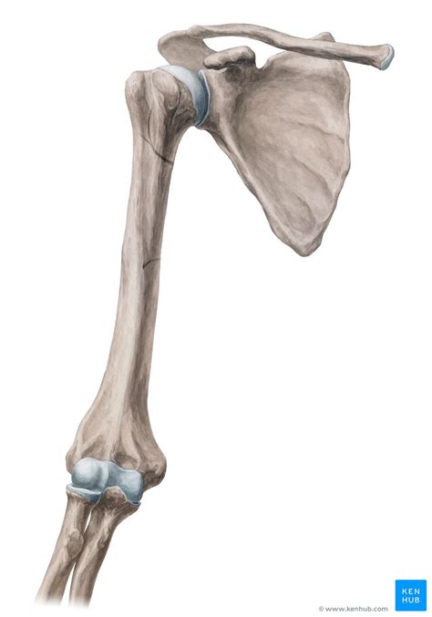 Medial epicondyle of humerus: Anatomy and function | Kenhub