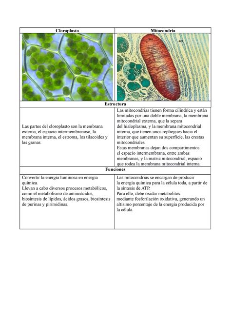 Cloroplasto Y Mitocondrias Cloroplasto Mitocondria Estructura Las