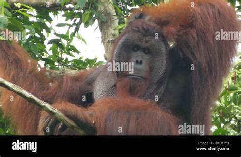 Borneo Orangutan Male Stock Videos Footage Hd And K Video Clips