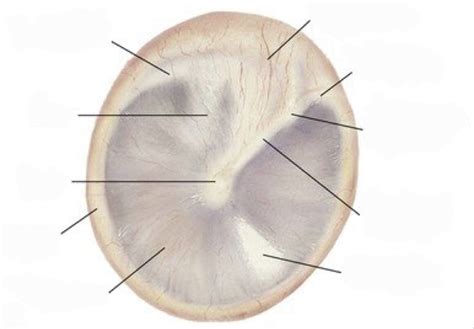 Tympanic Membrane Diagram | Quizlet