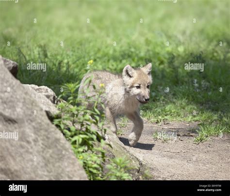 Wolf With Wolf Cubs Hi Res Stock Photography And Images Alamy