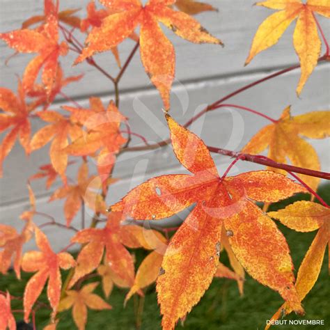 Acer Palmatum Naka Oku Gawa Rable Du Japon Palmatia Plantes