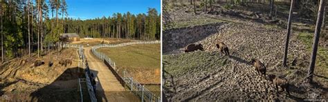 Zagroda pokazowa żubrów w Kopnej Górze rzuć okiem na świat blog