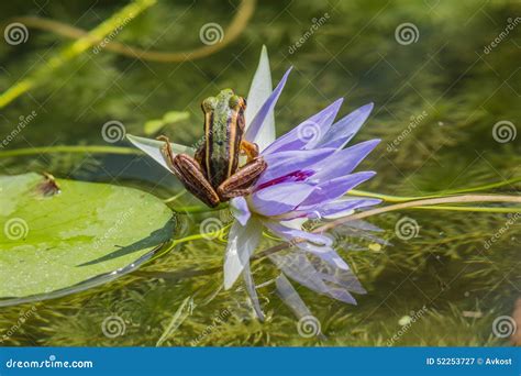 Frog On A Lotus Flower Stock Image Image Of Bunch Blue 52253727