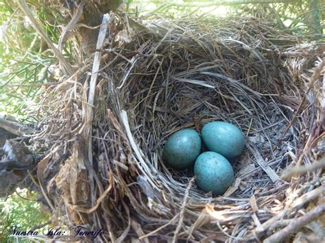 nuestra fauna mirlo comun turdus merula