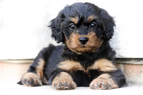 How Long Does It Take To Train A Cavapoo Puppy