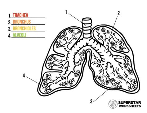 Human Lungs Worksheets Superstar Worksheets