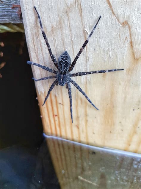 Beautiful dock spider (Ontario Canada) : r/arachnids