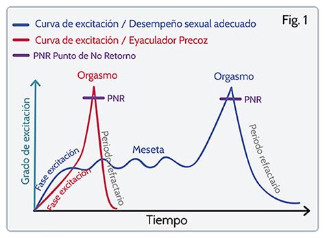 El Ciclo De Respuesta Sexual En Los Hombres