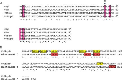 Sequence Alignment Of N Terminal And C Terminal Domains Of Hupb A Download Scientific