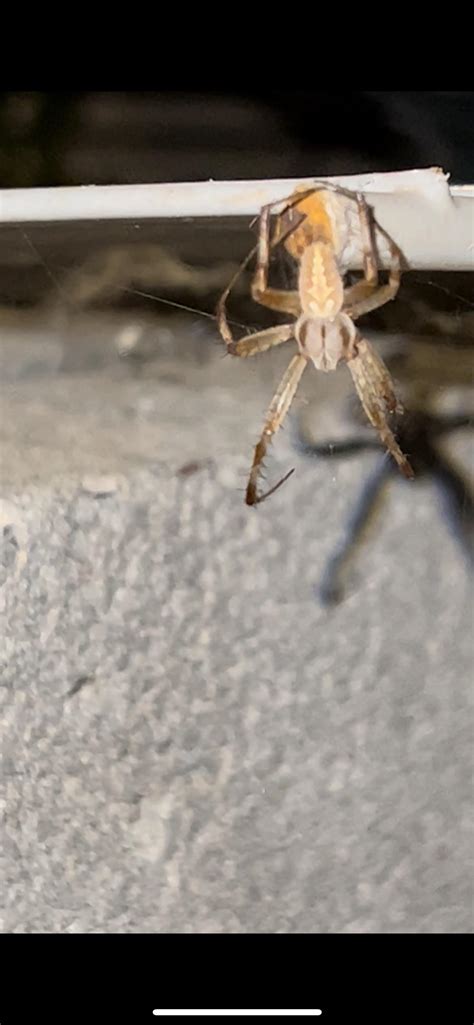 Spider identification?? : r/bugidentification