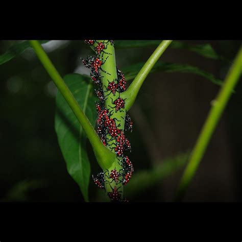 Spotted Lanternfly | VCE Publications | Virginia Tech