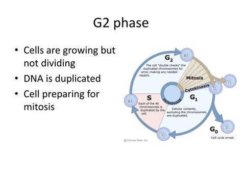 Ppt Topic 2 The Cell Cycle Powerpoint Presentation Free Download