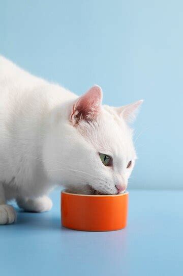 Can Cats Eat Canned Chicken Is Good Or Not For Cats Health