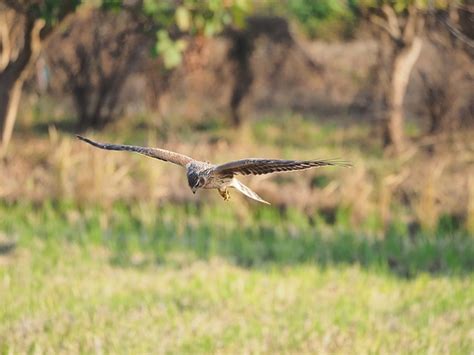 Kestrel Bird Flight - Free photo on Pixabay - Pixabay