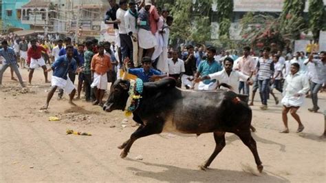 30 held in Tamil Nadu after Jallikattu supporters continue to defy SC ...