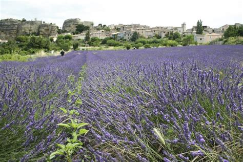 Lavender Fields Provence Countryside France Stock Image - Image of ...