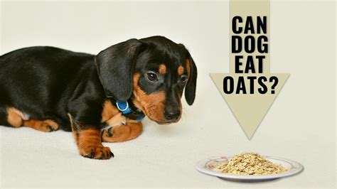 Can Dogs Eat Oatmeal? Are Oats Good For Dogs? - Petmoo