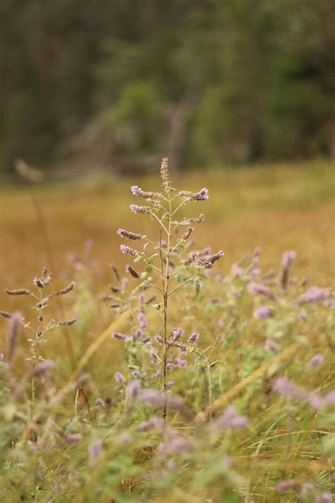 What Is the Spiritual Meaning of Hyssop? Purification!