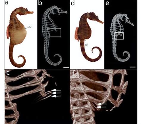 Seahorse fathers give birth in a unique way, new research shows