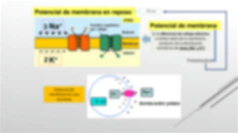 Solution Potencial De Membrana Y Accion Studypool