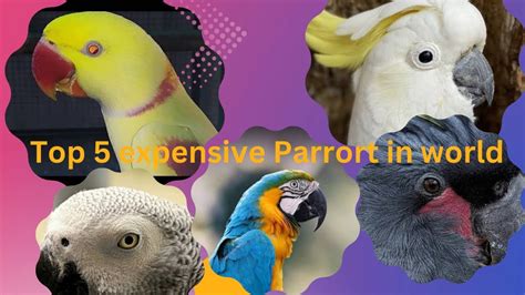 Top 5 Expensive Parrots In The World YouTube