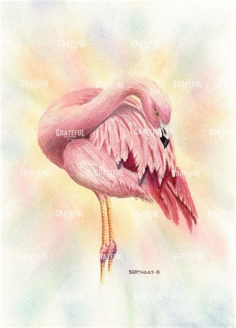 Flamingo - Grateful Art Licensing