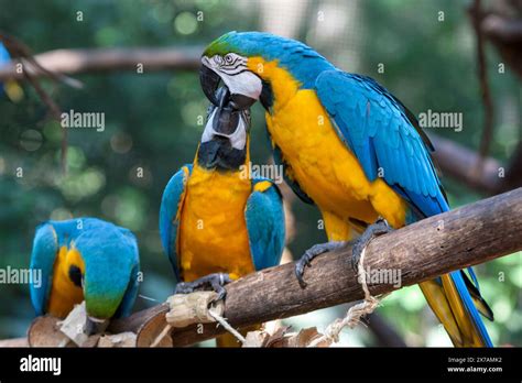 Blue And Yellow Macaws Ara Ararauna Sitting On A Tree Branch As They