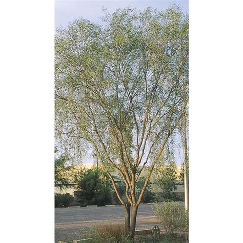 343 Gallon Yellow Willow Acacia Feature Tree In Pot With Soil L7642