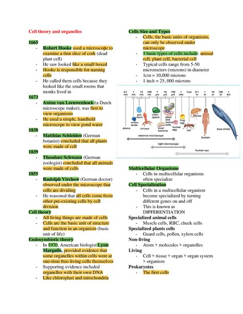 Physio Reviewer Its All About Cell Theory And The Different