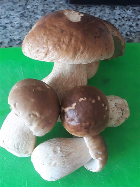 Mi Diversi N En La Cocina Salsa De Boletus