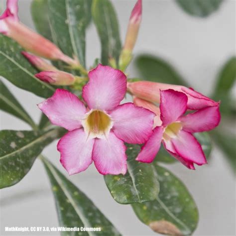 Graines Rose Du D Sert Lis Des Impalas Adenium Obesum