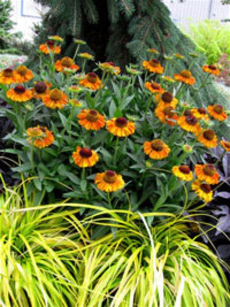 Short N Sassy Helenium Is Exactly That Horticulturehorticulture