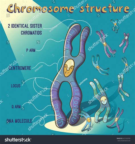 Vector Cartoon Illustration Chromosome Structure Children Stock Vector ...