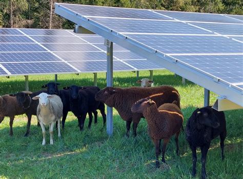 Agri Photovoltaik ökologisch und wirtschaftlich