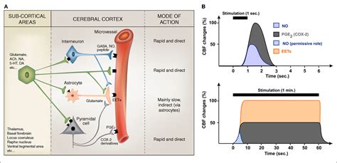 Figure 1 From Revisiting The Role Of Neurons In Neurovascular Coupling