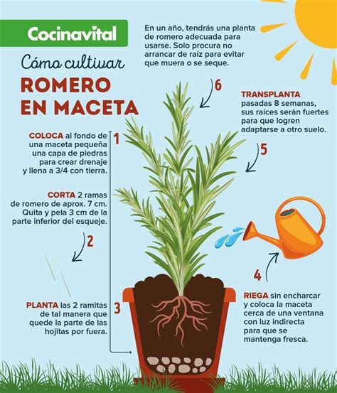 Cómo cultivar romero en macetas para decorar tu cocina Flower garden