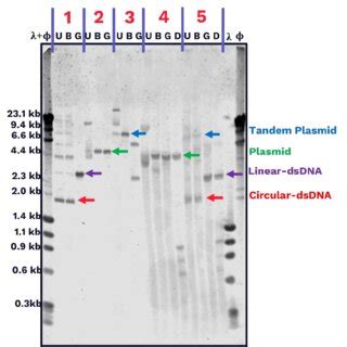 Recovery Of A Circularized Complete Anellovirus Genome From RPE Cells