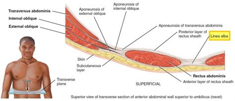 Linea alba, linea alba anatomy & function