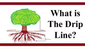 drip  green thumb nursery