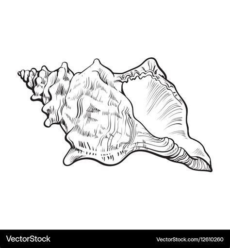 Conch Simple Drawing