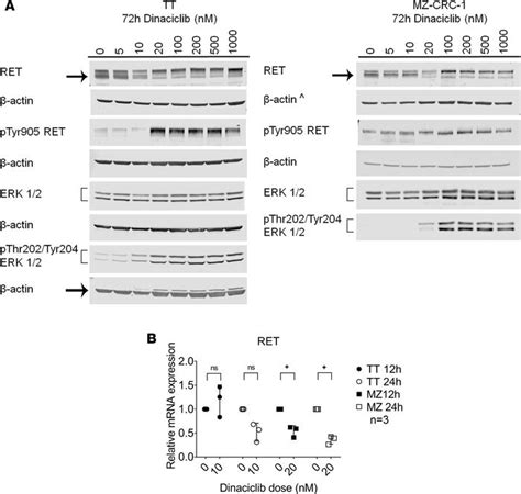 Jci Insight Transcriptional Targeting Of Oncogene Addiction In