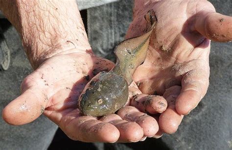 Paradoxical Frog Tadpole