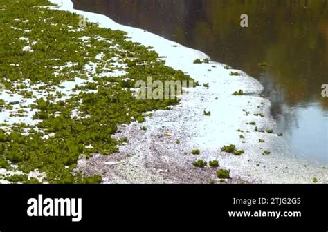 Aquatic Plants Floating On The Surface Of The Water Pistia Stratiotes