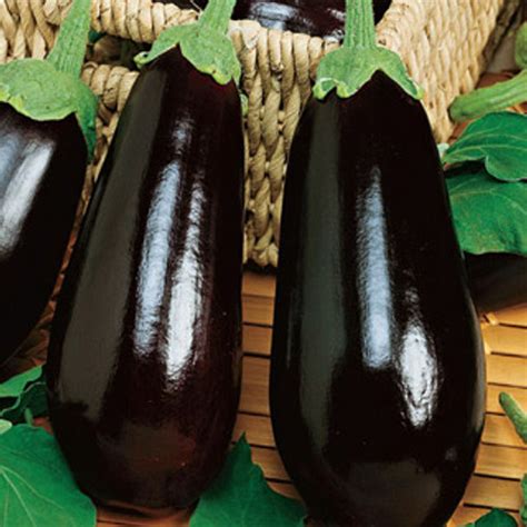 Millionaire F1 Eggplant Holmes Seed Company