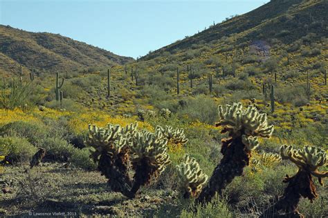 Sonoran Desert: A Springtime Oasis