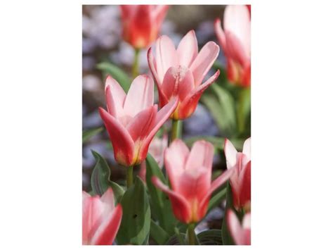 Tulipan Botaniczny Heart s Delight 7 szt czerwono różowy kupuj w OBI