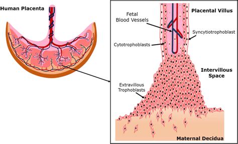 Schematic Diagram Of The Human Placenta And A Placental Villus Showing