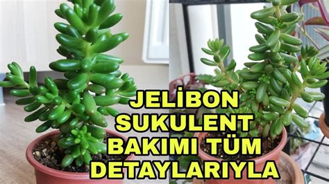 Jelibon sukulent bakımı nasıl yapılır Sedum rubrotinctum YouTube