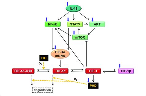 Diagram For Hif 1α Regulatory Network In Nk Cells Corresponding To